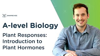 Plant Responses Introduction to Plant Hormones  Alevel Biology  OCR AQA Edexcel [upl. by Averir]