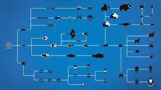 How Evolution works [upl. by Sugirdor]