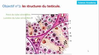 02 03  les structures testiculaires et leurs fonctions [upl. by Krantz862]