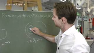 Kreidezeit 88 Prokaryoten  Eukaryoten [upl. by Alyce]