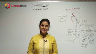 Corticospinal tractMotor TractDESCENDING TRACT [upl. by Teerell]