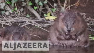 Beavers claw out of extinction in UK [upl. by Tijnar]