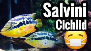 Salvini Cichlid Care Guide [upl. by Judas]