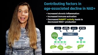 NAD in Aging Role of Nicotinamide Riboside and Nicotinamide Mononucleotide [upl. by Melton]