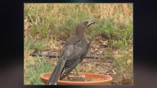 Grey Currawong [upl. by Uriia]