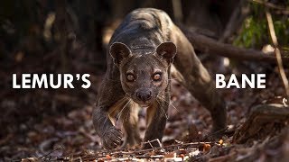 Fossa the King of Madagascar [upl. by Jerold557]