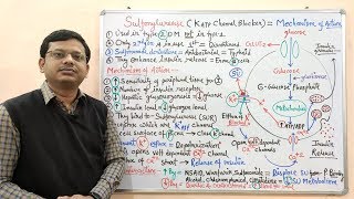 Diabetes Mellitus Part10 Mechanism of Action of Sulfonylurease  Antidiabetic Drugs  Diabetes [upl. by Collis132]