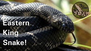 The Eastern King Snake Everything You Need To Know 4K [upl. by Accever324]