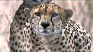 Amazing Cheetah Chase Compilation [upl. by Iadrahc]