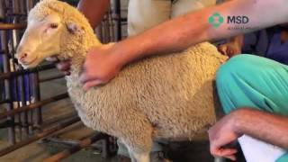 Sheep Subcutaneous Injection technique [upl. by Aneeuqahs]