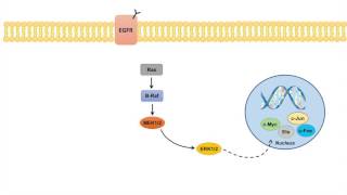 Ras Raf MEK ERK Signaling Pathway  Overview Regulation and Role in Pathology [upl. by Jaine]