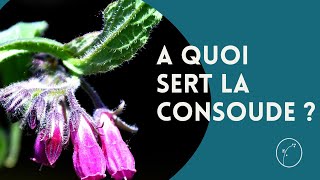 A quoi sert la Consoude [upl. by Rochus]