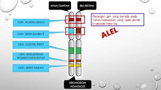 Sains Tingkatan 4 KSSM I BAB 5 I Pewarisan  Maksud Gen dan Alel [upl. by Rolyab]