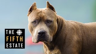 Pit Bulls Unleashed Should They Be Banned  The Fifth Estate [upl. by Toogood768]