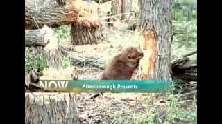 BBC Wildlife Beavers the Master Builders [upl. by Ahseneuq]