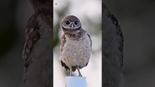 Owl Sounds Burrowing Owl [upl. by Rehptosirhc]