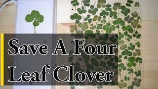 How to Save a Four Leaf Clover [upl. by Naeroled464]