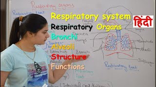 Respiratory system anatomy amp physiology in hindi  Organs  structure  functions [upl. by Aisirtap926]