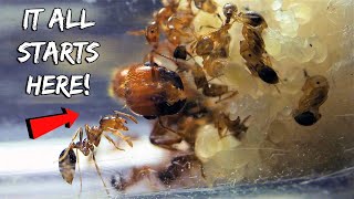 STARTING A NEW FIRE ANT COLONY  REBIRTH OF THE FIRE ANTS [upl. by Daly770]