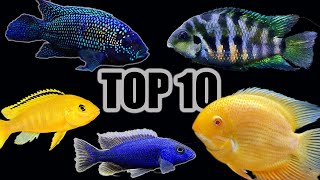 Top 10 Cichlids for Beginners [upl. by Ainuj]