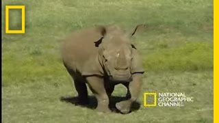 Saving the Black Rhino  National Geographic [upl. by Dihgirb669]