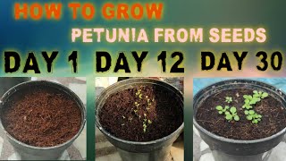 How to grow petunia from seeds Gardening for beginners [upl. by Kroo211]