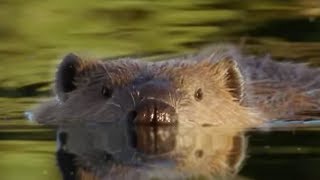 Beaver Lodge Construction Squad  Attenborough  BBC Earth [upl. by Rawdon]