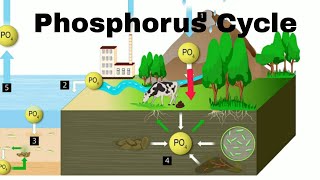 Phosphorus Cycle [upl. by Nihi]