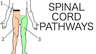 Spinal Cord Pathways [upl. by Nalyt]