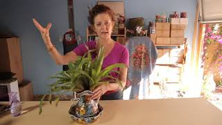 How to Water Bromeliads [upl. by Berwick]