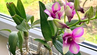 How to Grow Orchids Growing Orchids Orchid Care [upl. by Novaj]