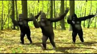 DANCING GORILLAS 5 HOURS [upl. by Airetahs]