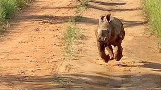 The Most Excited Baby Rhino Ever [upl. by Egreog]