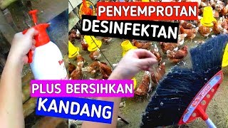 Penyemprotan desinfektan dan pembersihan kandang umbaran ayam petelur [upl. by Sudnak]