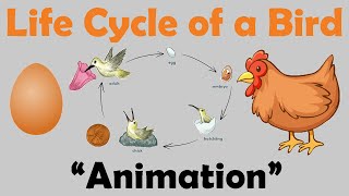 BIRD LIFE CYCLE  Animation [upl. by Crespi]