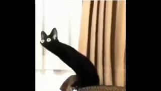 Distorted black cat meme Content Aware Scale [upl. by Odawa]