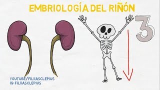 Embriología Renal Riñón [upl. by Heather]