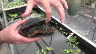 Red Eared Sliders What You Need to Know [upl. by Saidnac]