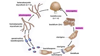 Basidiomycota Part 2 The Mushroom Life Cycle [upl. by Oran528]