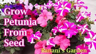 Petunia Flower How to grow from seeds and take care [upl. by Groveman]