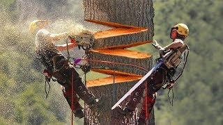 15 LARGEST Trees Ever Cut Down [upl. by Tuddor446]