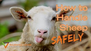 How to Handle Sheep [upl. by Nevag]