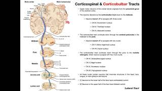 Corticobulbar Tracts EXPLAINED  Cranial Nerve Motor Function [upl. by Towrey118]