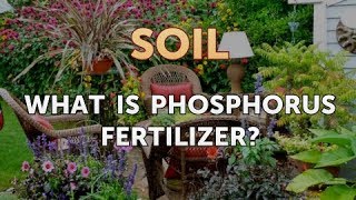 What Is Phosphorus Fertilizer [upl. by Faxen]