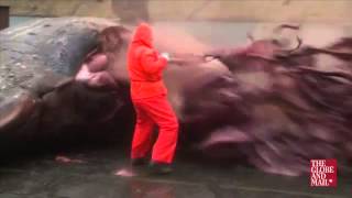 Man runs for cover as dead whale explodes everywhere [upl. by Oned]