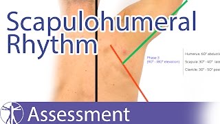 Scapulohumeral Rhythm [upl. by Jea515]