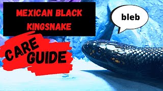 MEXICAN BLACK KINGSNAKE Complete Care Guide [upl. by Stiegler]