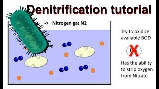 How does denitrification work and simultaneous nitrificationdenitrification [upl. by Derick]