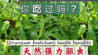 为什么叫天然强力驱虫剂为什么有的 越南泰國人爱吃它Mexican Coriander health benefitsManfaat daun ketumbar jawa。 [upl. by Lefty41]