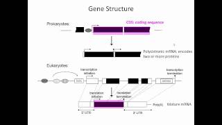 Gene Structure [upl. by Sato349]